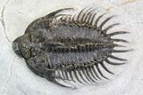 Bargain, Spiny Comura Trilobite - Composite Spines #138975-2